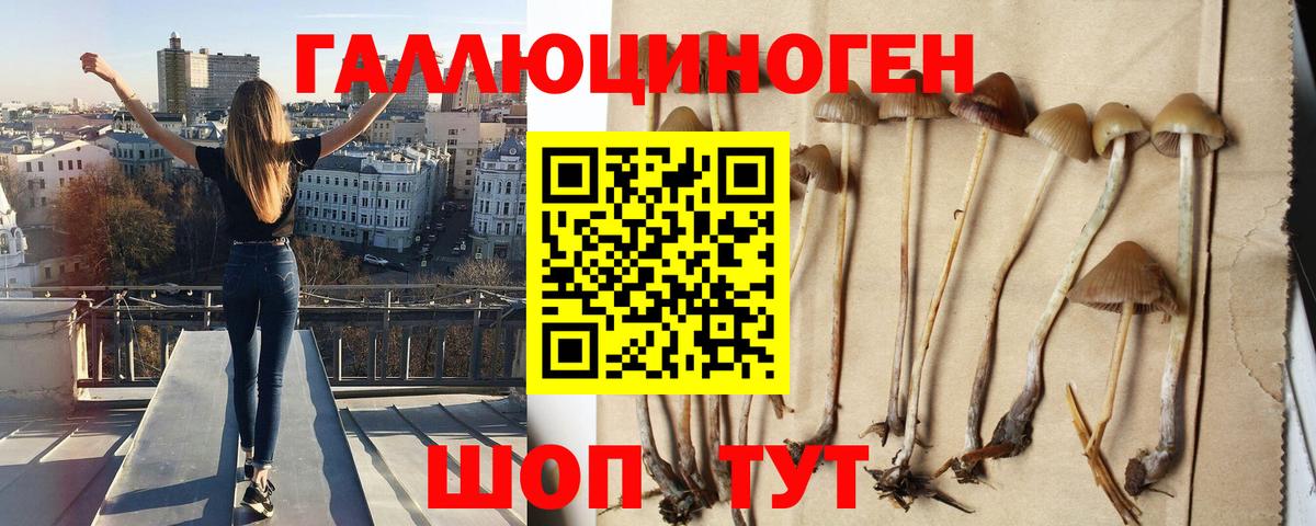Псилоцибиновые грибы GOLDEN TEACHER  купить наркотик  Вход с VPN  Киреевск  Псилоцибиновые грибы Cubensis 