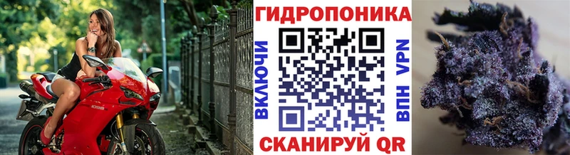 Шишки марихуана гибрид  Киреевск 